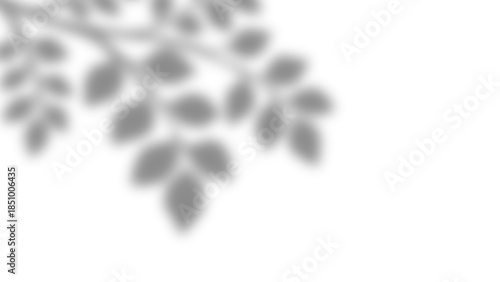 Realistic natural tree leaves shadow overlay effects on wall. Tropical tree branches and leaves blur and gray shadow overlay effect for photo interior backdrop studio mockup. Vector illustration.