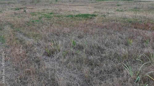 Withered Wild Grass Field in Crisp Golden Autumn