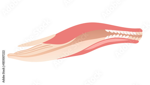 medically accurate muscle illustration of the depressor anguli oris.