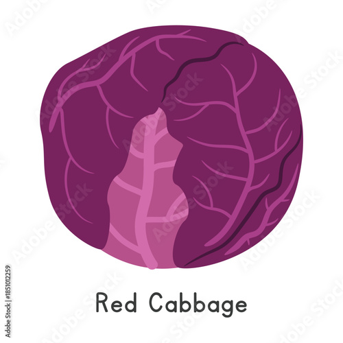 Red Cabbage Flat Cartoon Vector Illustration Isolated on White Background