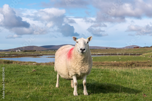 Cute Sheep against Scenic Landscape, Isle of Uist, Scotland