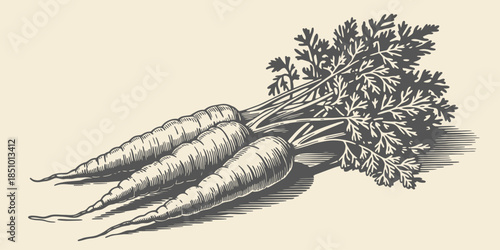 Fresh Carrots with Leafy Greens in Vintage Illustration Style with Monochromatic Color Scheme on Beige Background for Culinary Use