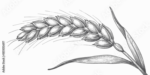 Wheat Ear Sketch in Monochromatic Pencil Drawing on Paper for Agricultural Illustration