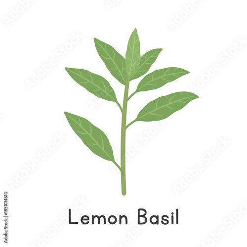 Lemon Basil (Ocimum × citriodorum) Flat Cartoon Vector Illustration Isolated on White Background