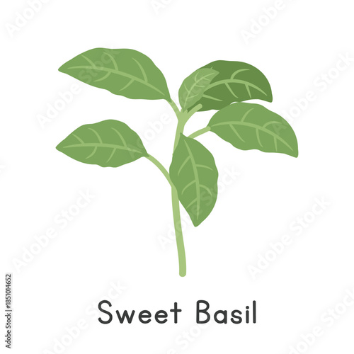 Sweet Basil Flat Cartoon Vector Illustration Isolated on White Background