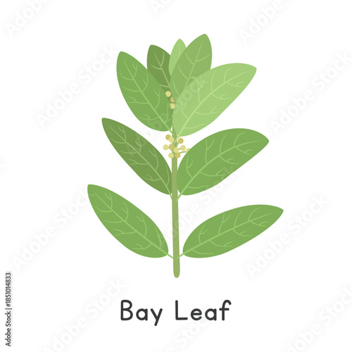 Bay Leaf (Laurus nobilis) Flat Cartoon Vector Illustration Isolated on White Background
