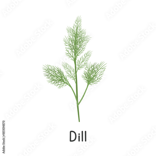 Dill Flat Cartoon Vector Illustration Isolated on White Background