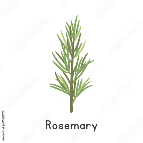 Rosemary Flat Cartoon Vector Illustration Isolated on White Background