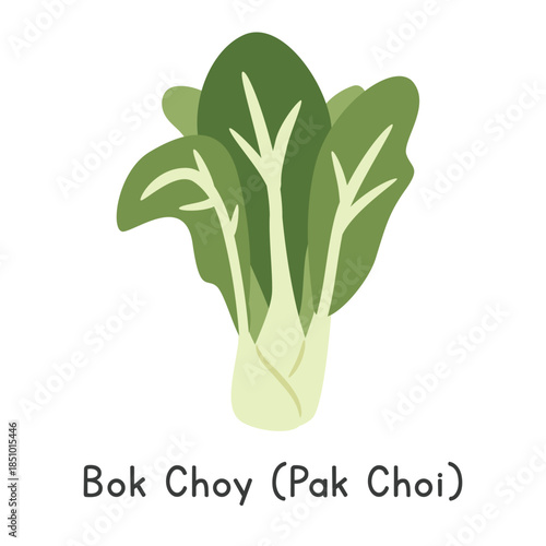Bok Choy (Pak Choi) Flat Cartoon Vector Illustration Isolated on White Background