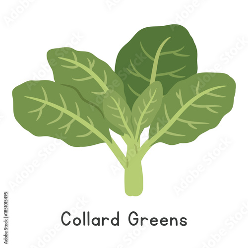 Collard Greens Flat Cartoon Vector Illustration Isolated on White Background
