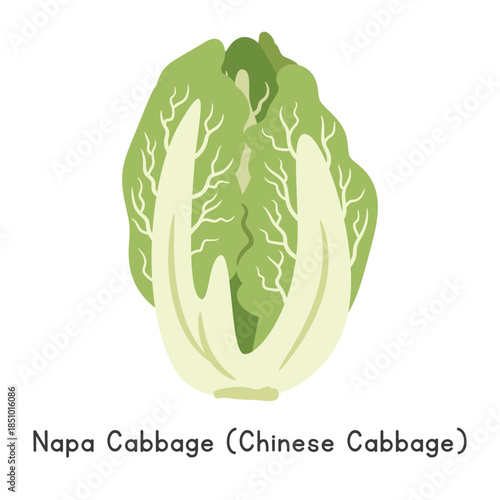 Napa Cabbage (Brassica rapa) Flat Cartoon Vector Illustration Isolated On White Background