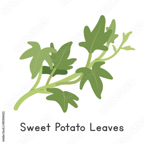 Sweet Potato Leaves Vector Illustration. Sweet Potato Leaves Cartoon Clipart, Vegetable in Flat Style. Also called Ipomoea batatas (L.) Lam. Leafy Greens Concept. Common Vegetable Vector Design