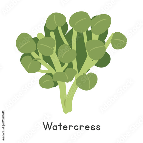 Watercress Vector Illustration. Watercress or Nasturtium officinale Cartoon Clipart, Vegetable in Flat Style. Also called Stream Cress, Bank Cress, Cresson. Leafy Greens Concept. Common Vegetable