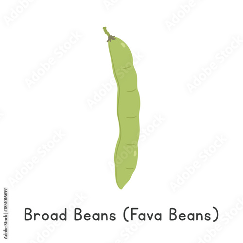 Broad Beans (Vicia faba) Vector Illustration Cartoon Clipart, Vegetable in Flat Style. Also called Fava Beans, Horse Beans, Field Beans. Legume Concept. Common Vegetable Vector Design