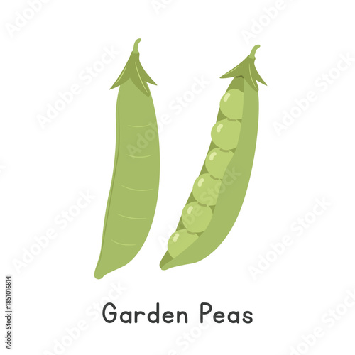 Garden Peas Vector Illustration. Garden Pea Cartoon Clipart, Vegetable in Flat Style. Also called English Peas, Green Peas, Shelling Peas, or Pisum sativum. Legume Concept. Common Vegetable Vector