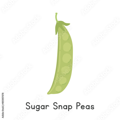 Sugar Snap Pea Vector Illustration. Snap Pea Cartoon Clipart, Vegetable in Flat Style. Also called Sugar Pea, Mangetout, or Pisum sativum 'Macrocarpon Group'. Legume Concept. Common Vegetable Vector