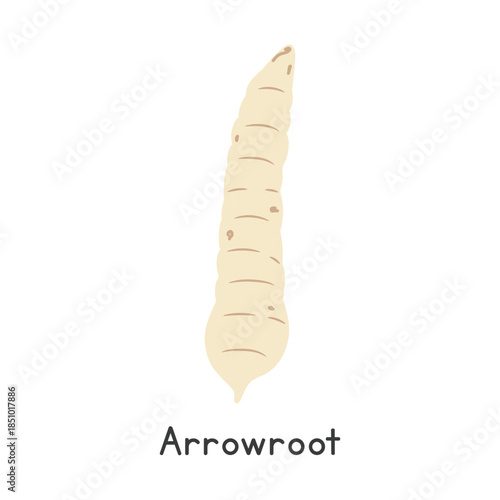 Arrowroot Vector Illustration. Arrowroot Cartoon Clipart, Vegetable in Flat Style. Also called West Indian Arrowroot, Bermuda Arrowroot, Araru, or Maranta arundinacea. Root Vegetable Concept