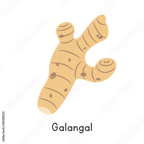 Galangal Vector Illustration. Galangal Cartoon Clipart, Vegetable in Flat Style. Also called Siamese Ginger, Thai Ginger, Laos Root, Lengkuas, Greater Galangal, Galingale, or Alpinia galanga