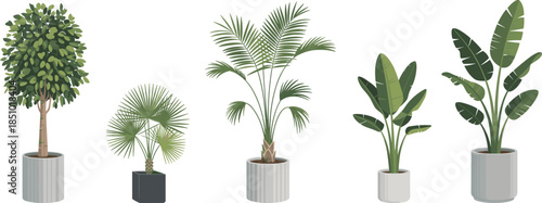 Indoor potted plants illustration, tropical houseplants collection, modern home decor greenery, isolated vector design for interior, office, living spaces