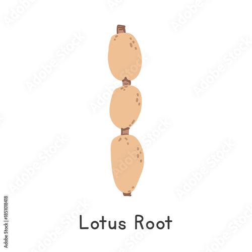 Lotus Root Vector Illustration. Lotus Root Cartoon Clipart, Vegetable in Flat Style. Also called Renkon, Nadru, Chinese Water Lily, or Nelumbo nucifera. Root Vegetable Concept. Common Vegetable Vector
