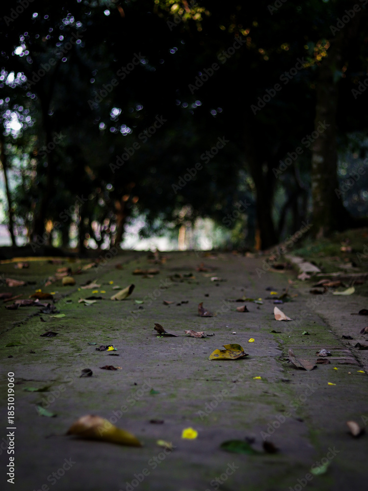 Fototapeta premium Autumn leaves in the park. Central park in Fall with trees