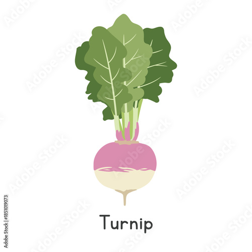 Turnip Vector Illustration. White Turnip Cartoon Clipart, Vegetable in Flat Style. Also called Rutabaga, Swede, Neep, or Brassica rapa subsp. rapa. Root Vegetable Concept. Vegetable Vector Design