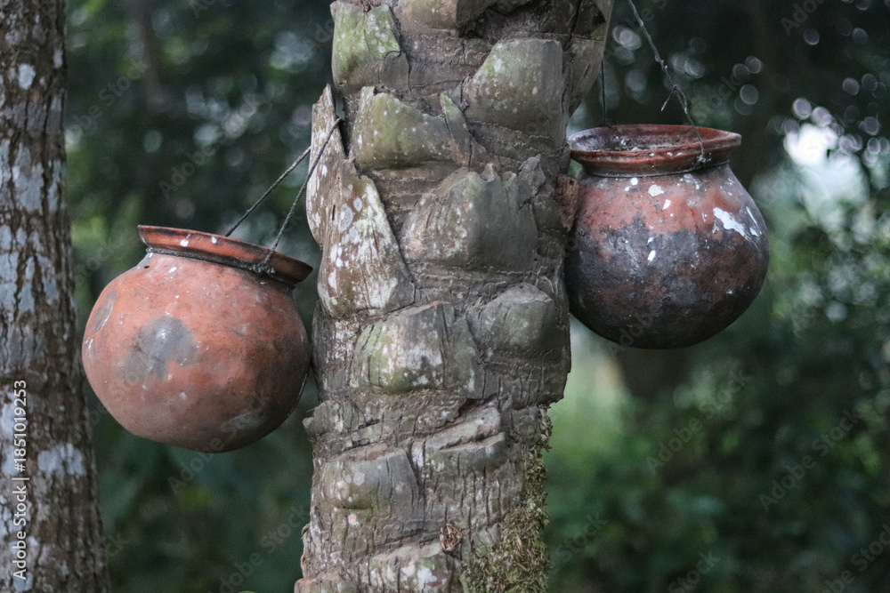 Fototapeta premium OPot of date juice. Old tree trunk