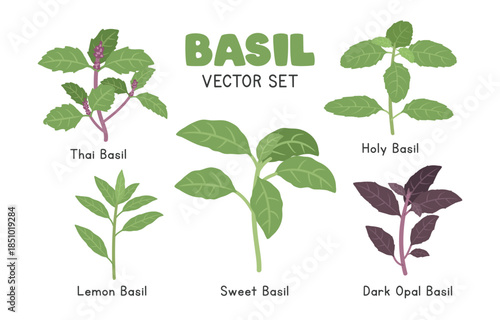 Basil Vector Illustration Set - Sweet, Thai, Lemon, Holy and Dark Opal Varieties. Herbal Cartoon Clipart Set in Flat Style. Vegetables Flat Vector Design