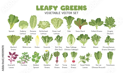 Leafy Greens Vector Illustration Set. Leafy Vegetables Cartoon Clipart Set in Flat Style. Spinach, Lettuce, Kale, Swiss Chard, Collard Greens, Arugula, Mustard Greens, Watercress, Endive, Escarole