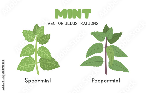 Mint Vector Illustration Set. Types of Mint Cartoon Clipart Set in Flat Style. Spearmint and Peppermint, Herbs Flat Vector Design