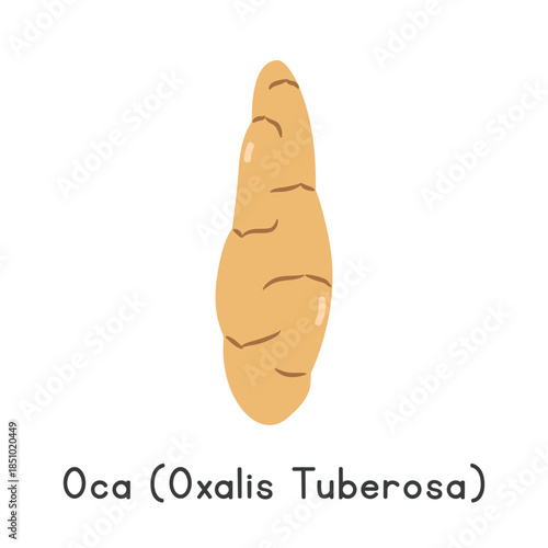 Oca (Oxalis tuberosa) Vector Illustration. Oca or Oxalis tuberosa Cartoon Clipart, Vegetable in Flat Style. Also called New Zealand Yam, Uqa, or Oca De Peru. Tuber, Vegetable Concept Vector Design