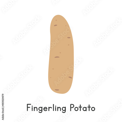 Fingerling Potato Vector Illustration. Fingerling Potato Cartoon Clipart, Vegetable in Flat Style. Also called Solanum tuberosum Russian Banana, Rose Finn Apple. Tuber, Vegetable Concept Vector Design