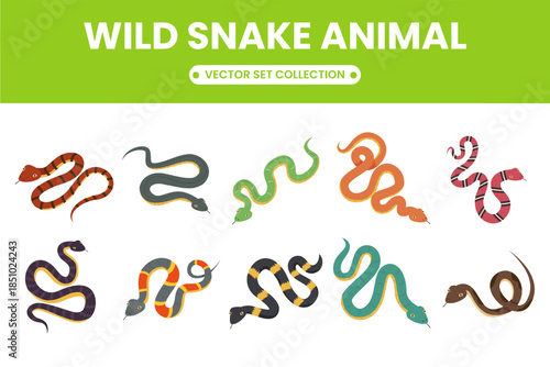 Wild snake animal collection