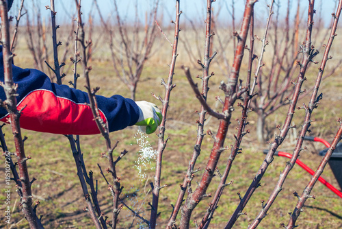 A gardener fertilizes cherry trees in the garden in the spring with granular mineral fertilizer. Growing a healthy crop and feeding the garden