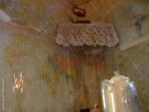 Spider in Delicate Morning Web