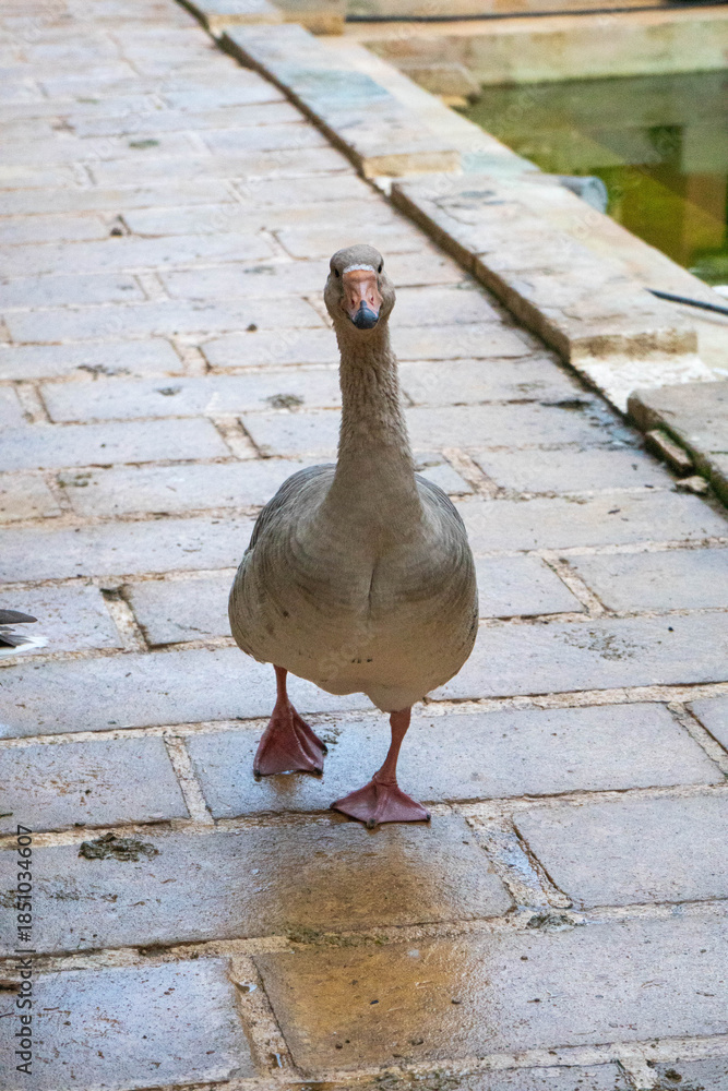 Fototapeta premium Close-up of standing grey domestic goose. agriculture concept.