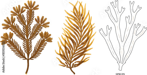 Set of brown seaweed and marine algae plants featuring realistic and sketch styles isolated on white background flat vector illustration design element.