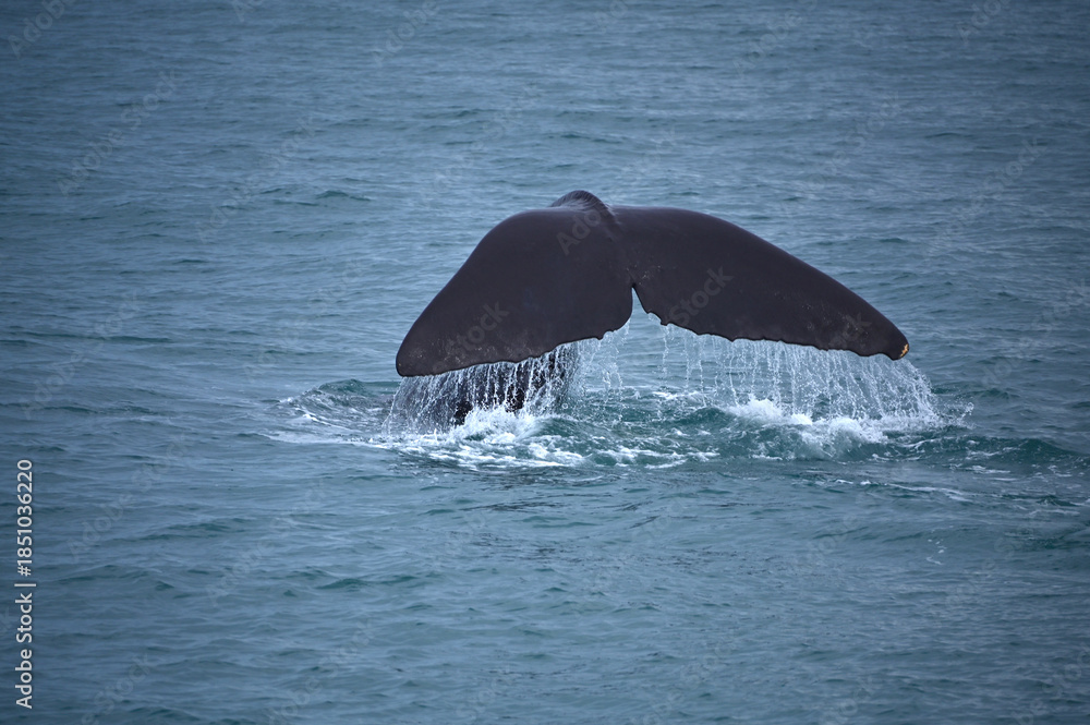 Obraz premium Whale Watching in Kaikoura, New Zealand: Close-up of a Sperm Whale Diving and Tail-Slashing