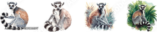 Ring-tailed Lemur Watercolor Painting Set, Isolated on White vector illustration