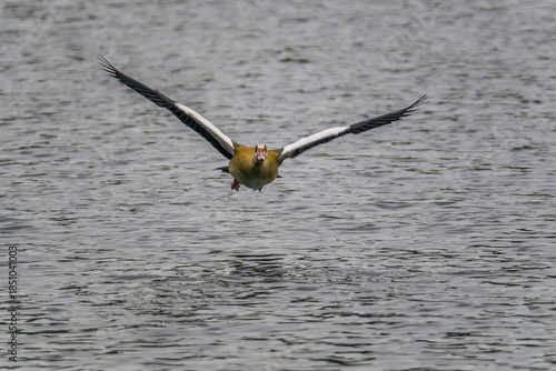 Egyptian goose flying with spread wings over grey water surface