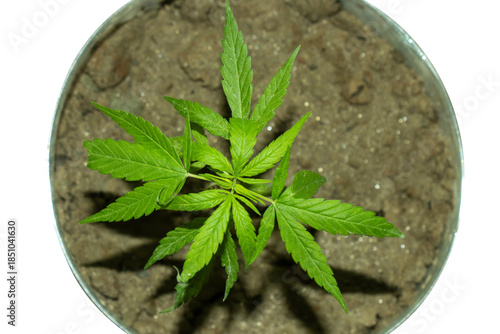 Indoor cannabis or marijuana, Gaja, cultivation blends