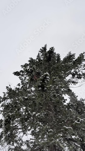 The wind is shaking the pine branches, it is snowing. Snowy winter weather in the forest