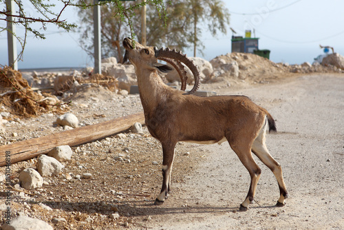 A Nubian Ibex  standing among dry rocks and sparse desert vegetation in the Ein Gedi Nature Reserve, Israel. This male ibex with small horns is well-camouflaged against the arid, rocky terrain near th