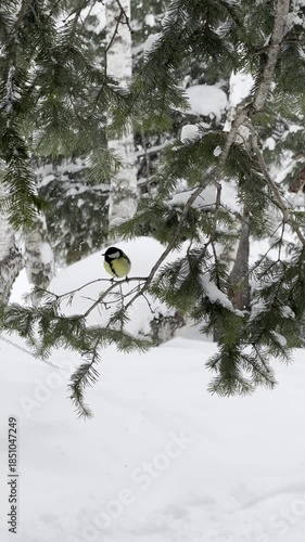 Bird titmouse flying and sitting inpine branches in winter forest.
