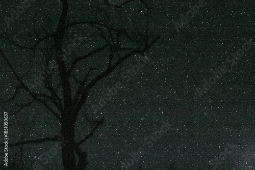 Silhouetted Tree Under Starry Sky
