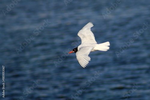 Gaviota volando por la Ría de Ortigueira.