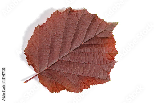 Blatt von der Lambertshasel vor weißem Hintergrund