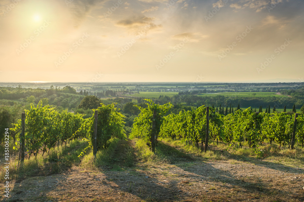 Naklejka premium Bolgheri Vineyards and Etruscan Coast at Sunset, Tuscany, Italy