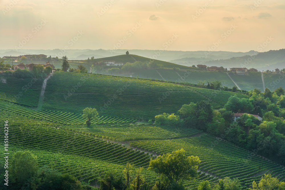 Fototapeta premium Sunset over Langhe Vineyards near Neive and Barbaresco, Piedmont