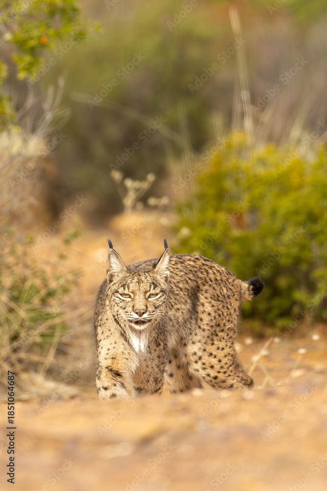 Fototapeta premium Iberian Lynx walking straight to the camera in the wild in Spain, Europe. The Iberian Lynx is one of the rarest animals on the planet and was near extermination.